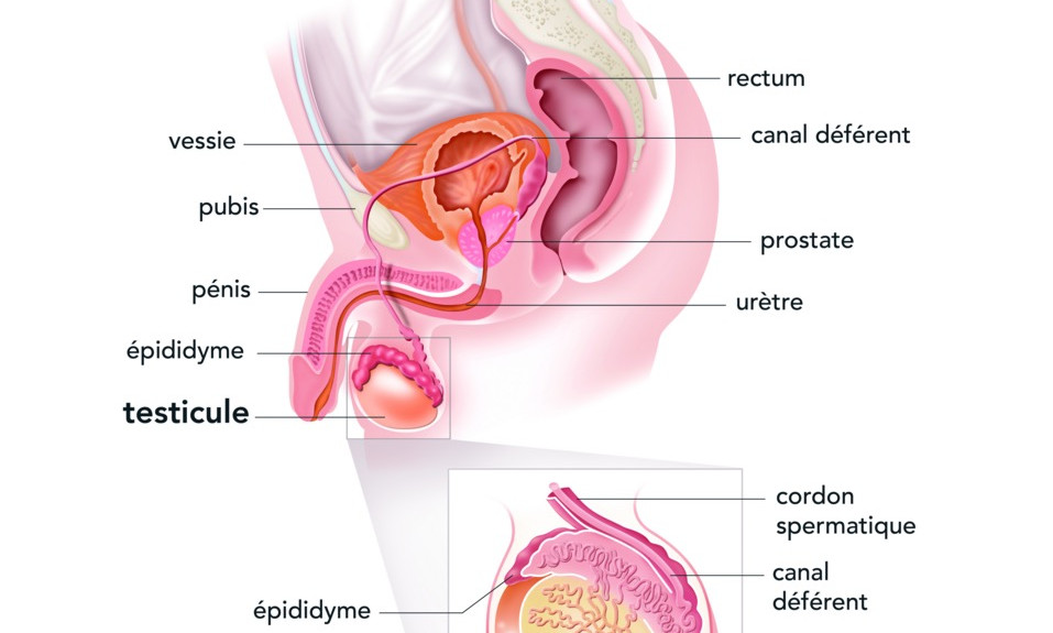 testicule