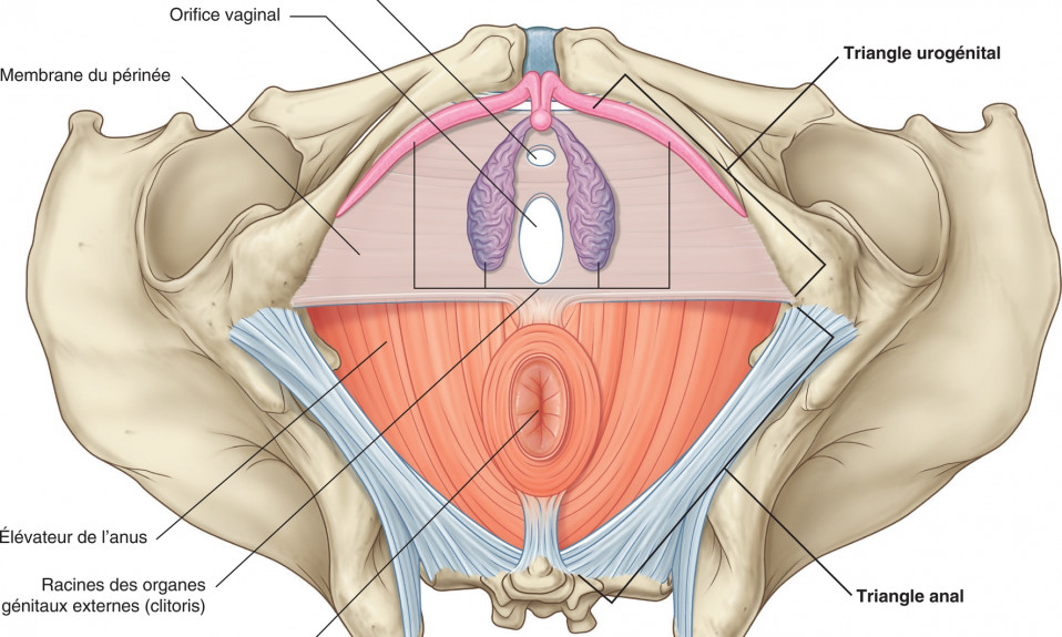 pubo coccygien pc perinee